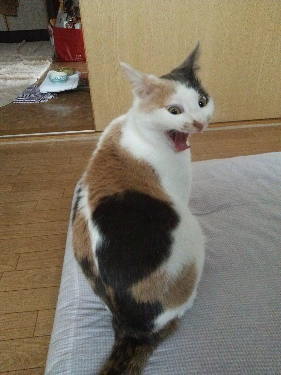 Ikuko 何この可愛くないあくび 今日のかの子 三毛猫 大黒天 あくび Ikuko 何この可愛くないあくび 今日のかの子 三毛猫 大黒天 あくび