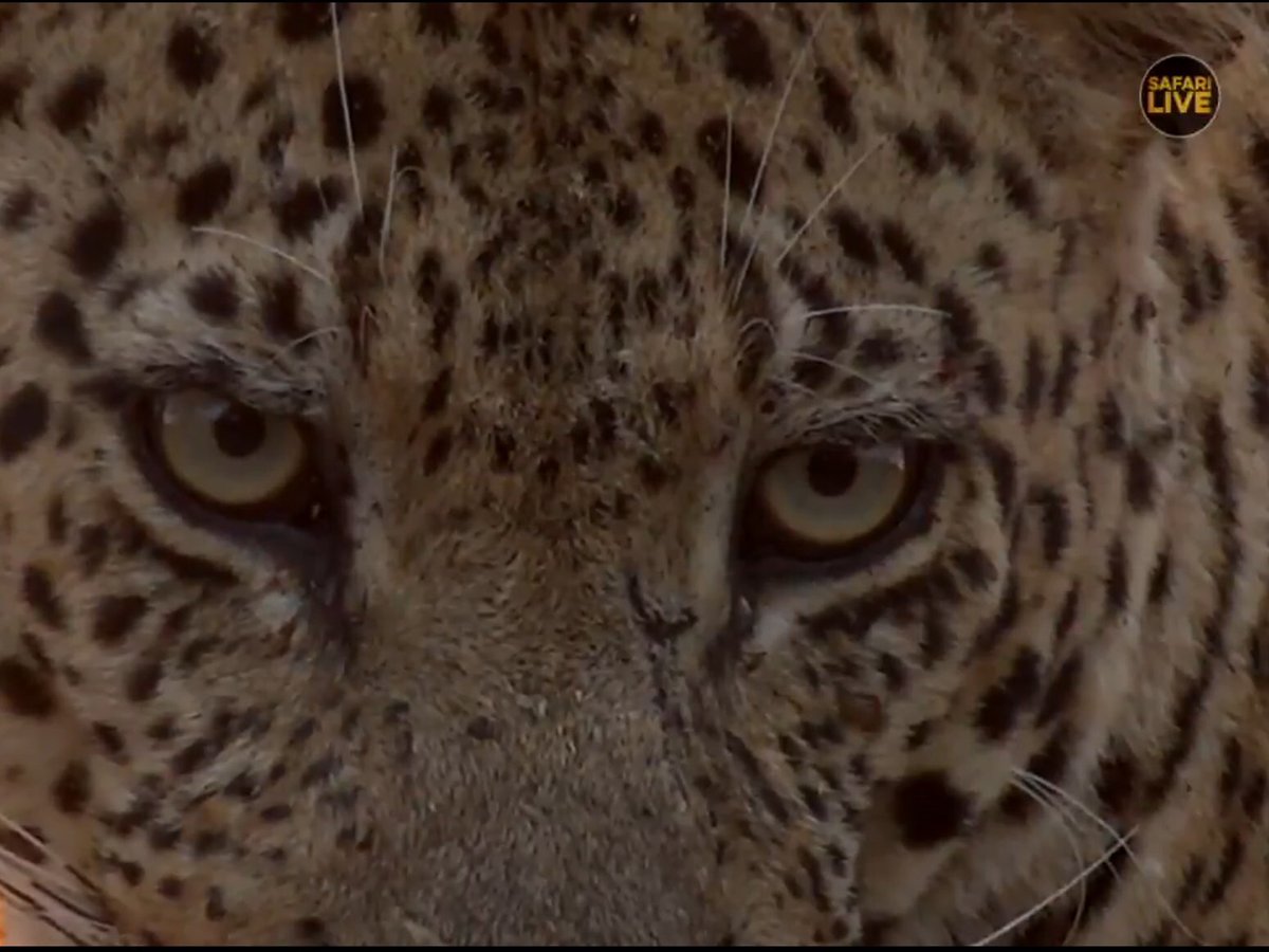 jayneeb63's tweet photo. “I see your soul.” #SafariLive @scottydsafari https://t.co/grvG0VvrIR