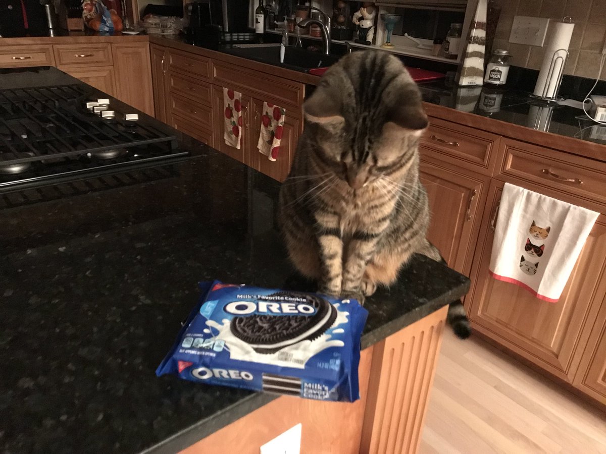 VelVelHoller's tweet photo. Um, excuse me Snarf, but uh..those are MINE. Alllll mine. ๐ฒ
#nokitty ๐๐ผ https://t.co/wPsYsIaP2Q