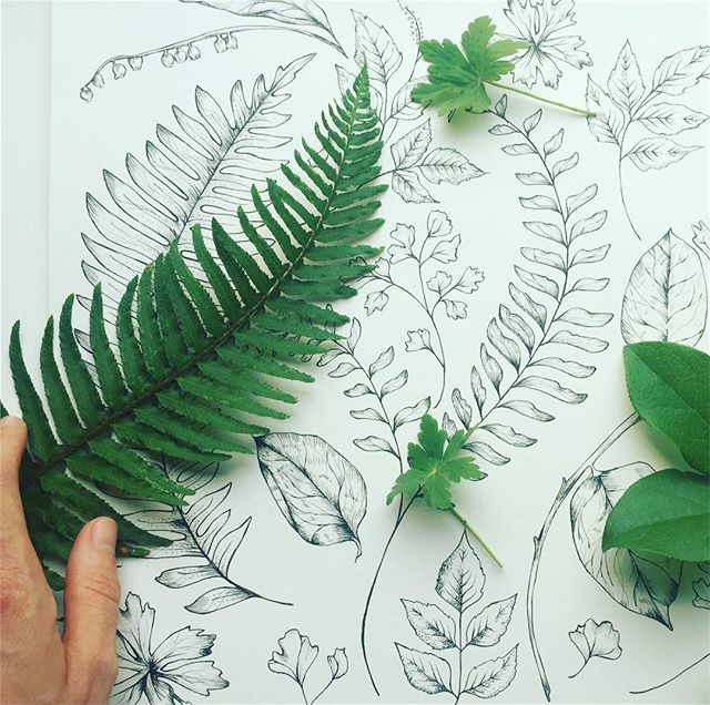 sarahkclement's tweet photo. Plant stories
.
🌿Listen, and you may hear them speak ;) 🌿
.
.
.
.
.
.
#ink #drawing #illustration #penandink #botanical #botanicalillustration #plants #nature #natureinspiration #vancouver #artyvr #makersmovement #plantlover #flashesofdelight #illustratorsoninstagram #cbcart… https://t.co/yXinhEZqJe