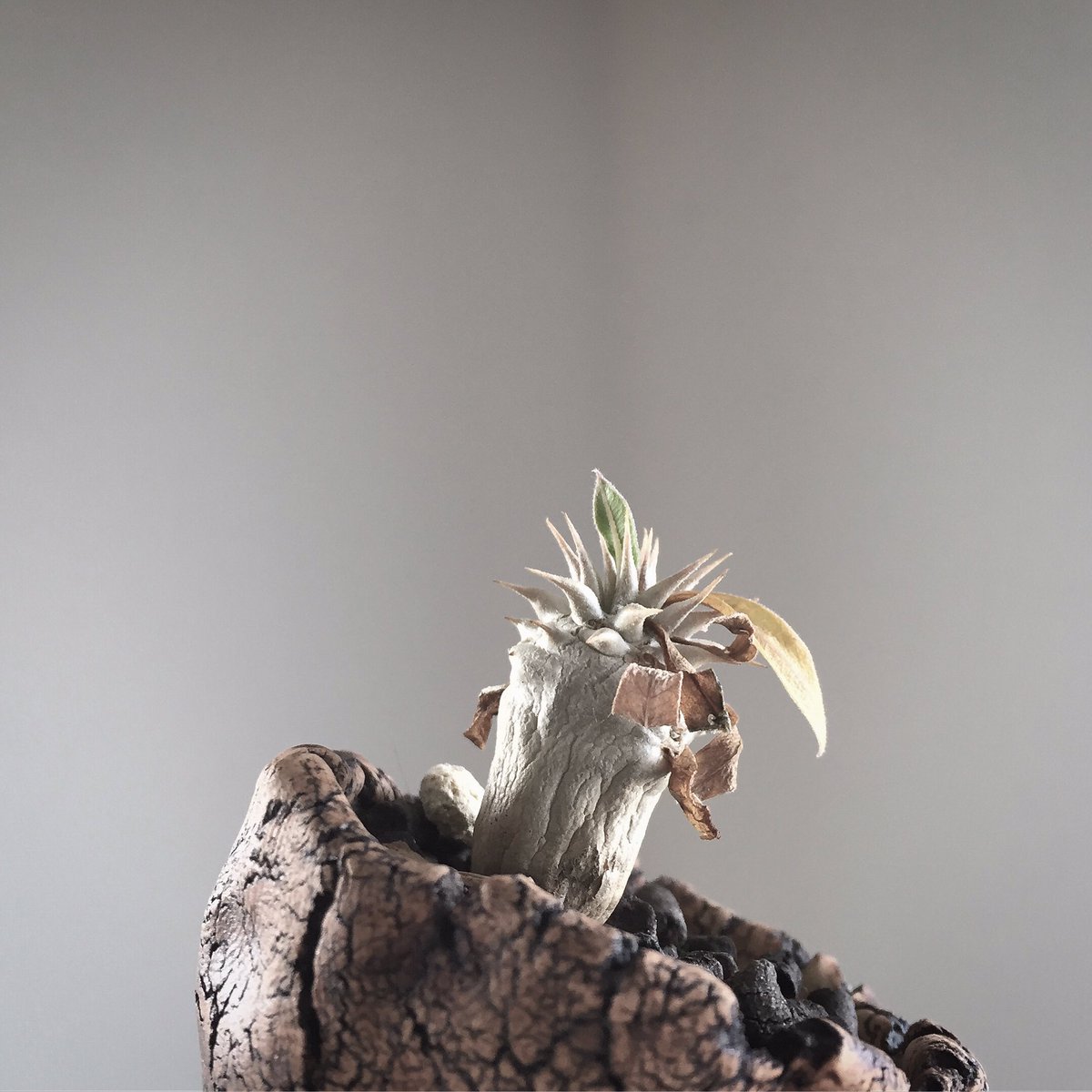 atmt37's tweet photo. .
.
.
.春はもう来てるんでね
.
.
.後は気がついてあげるだけ
.冬を越えてくれてありがとう
.
.2018.03.07
.
.
.#Codex
.#pachypodium
.#densiflorum
.#パキポディウム .#コーデックス
.#デンシフローラム
.#春を愛する人 https://t.co/3buiVGXox8