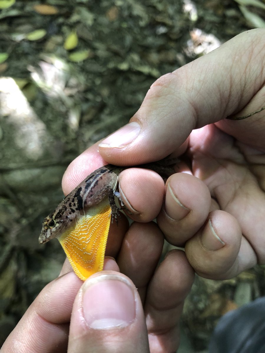 CVAnderson_USD's tweet photo. Anolis field work at Corcovado National Park, Costa Rica. Photos of Anolis osa, Anolis limifrons and Anolis biporcatus. #AndersonLabUSD https://t.co/loWvBFdVij
