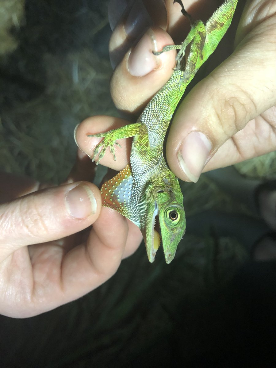 CVAnderson_USD's tweet photo. Anolis field work at Corcovado National Park, Costa Rica. Photos of Anolis osa, Anolis limifrons and Anolis biporcatus. #AndersonLabUSD https://t.co/loWvBFdVij