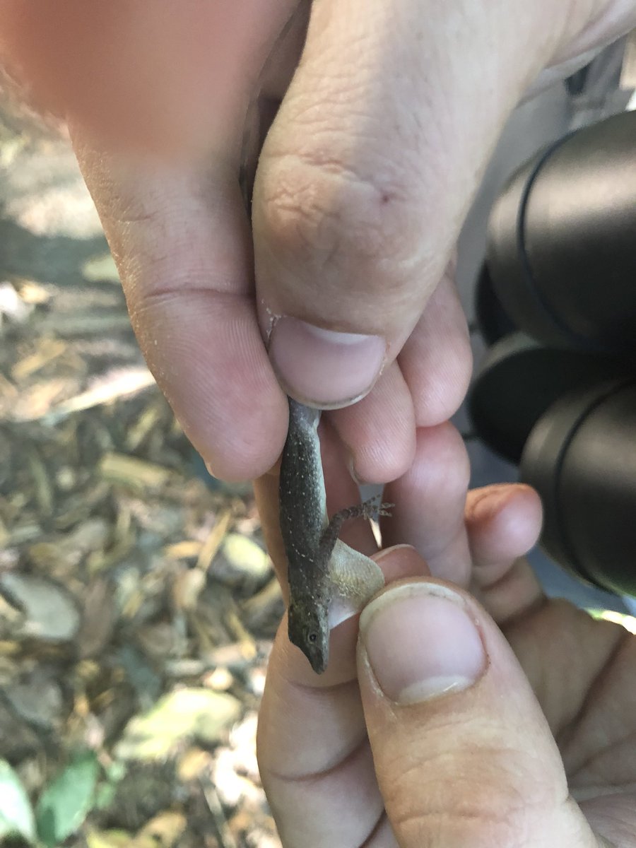 CVAnderson_USD's tweet photo. Anolis field work at Corcovado National Park, Costa Rica. Photos of Anolis osa, Anolis limifrons and Anolis biporcatus. #AndersonLabUSD https://t.co/loWvBFdVij