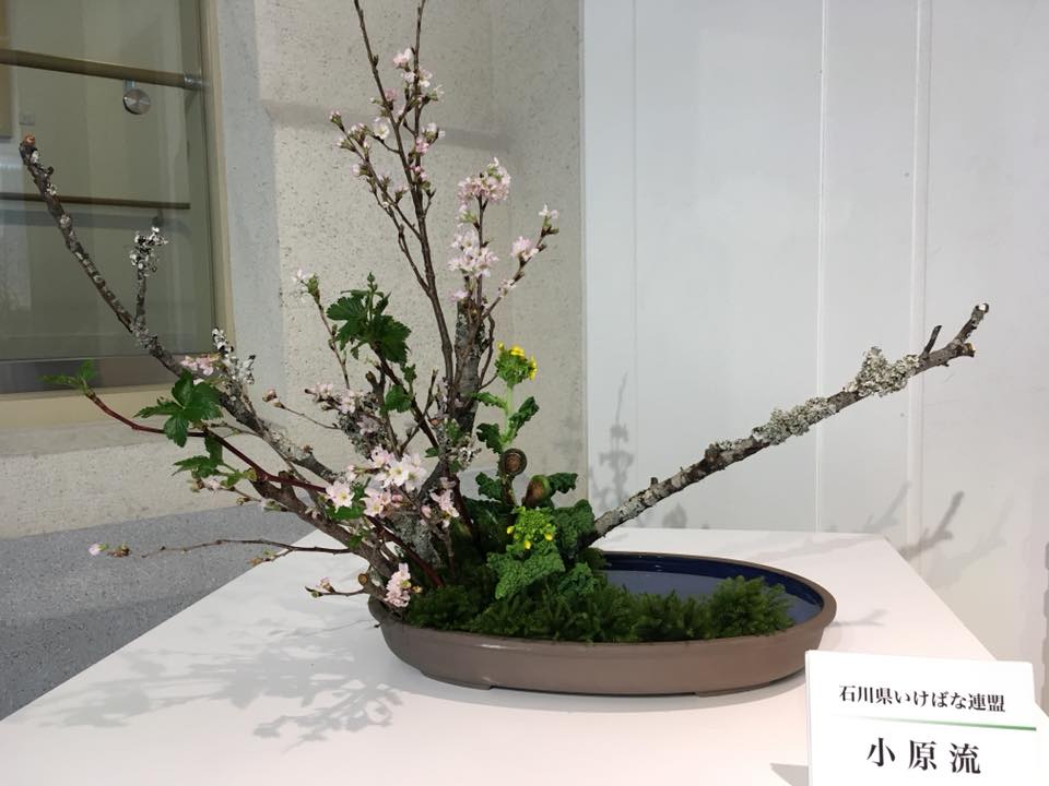 しいのき迎賓館 石川のいけばな展 桜 菜の花 ゼンマイと 春のあぜ道を思わせる牧歌的な仕上がりです 全体的に低い位置で生けられているので桜を上から楽しめますね 13日 火 までの展示です ご来館の際は是非お近くでご覧ください 花材