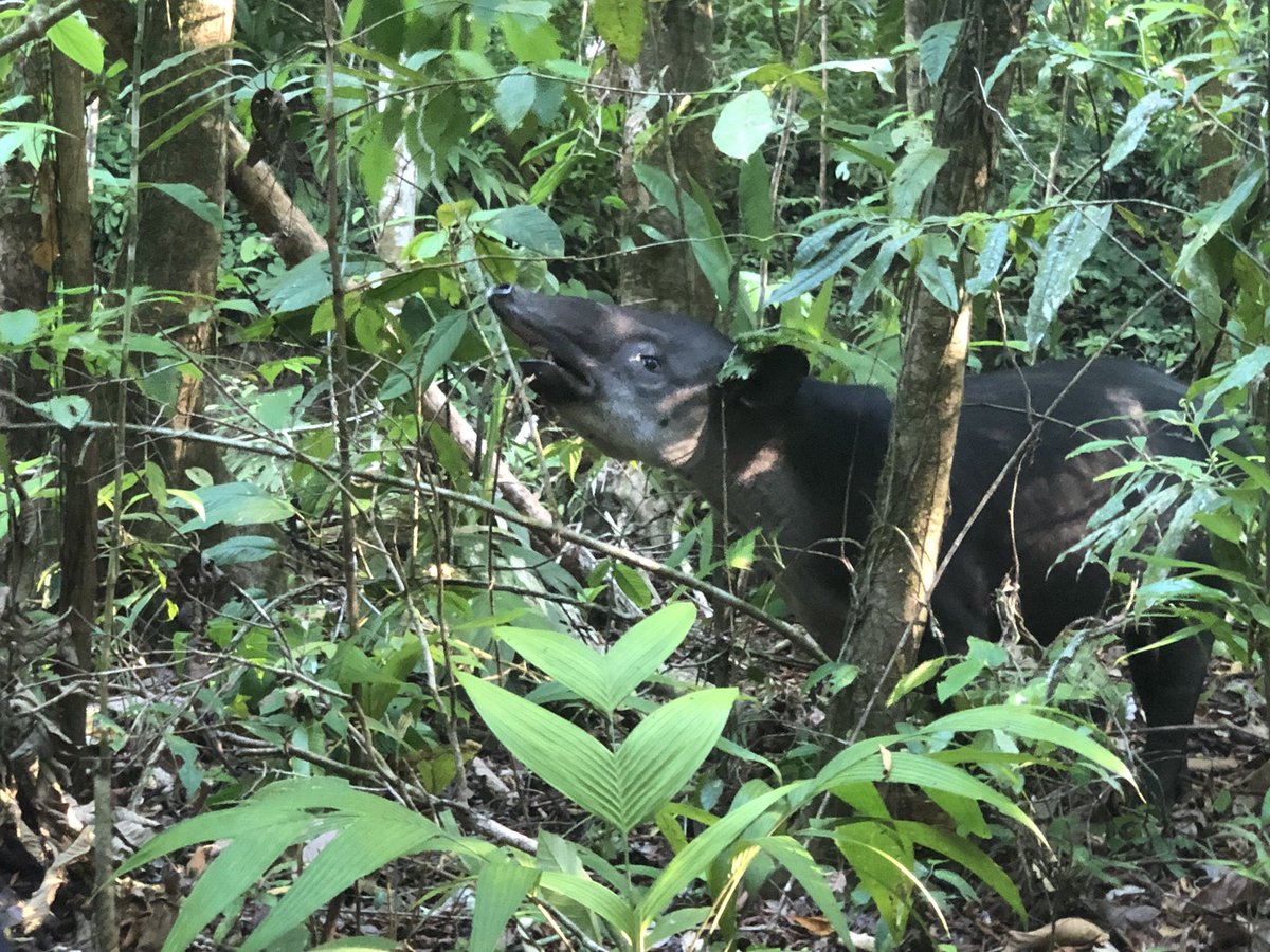 CVAnderson_USD's tweet photo. Some other animals seen during Anolis field work at Corcovado National Park, Costa Rica. Photos of White-nosed coati, Gonatodes albogularia, Baird’s tapir, and Polychrus gutturosus. #AndersonLabUSD https://t.co/LEbnVRIEu1