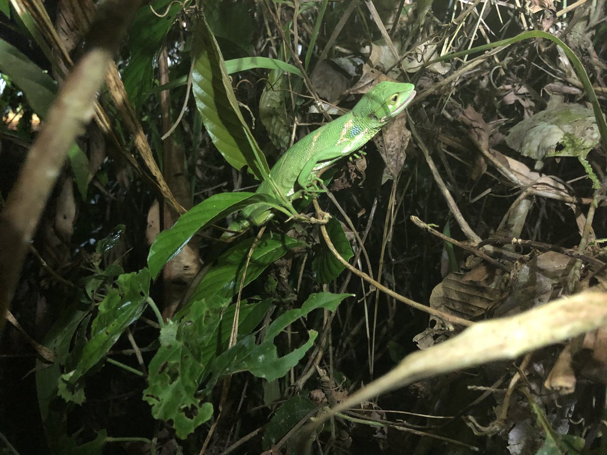 CVAnderson_USD's tweet photo. Some other animals seen during Anolis field work at Corcovado National Park, Costa Rica. Photos of White-nosed coati, Gonatodes albogularia, Baird’s tapir, and Polychrus gutturosus. #AndersonLabUSD https://t.co/LEbnVRIEu1