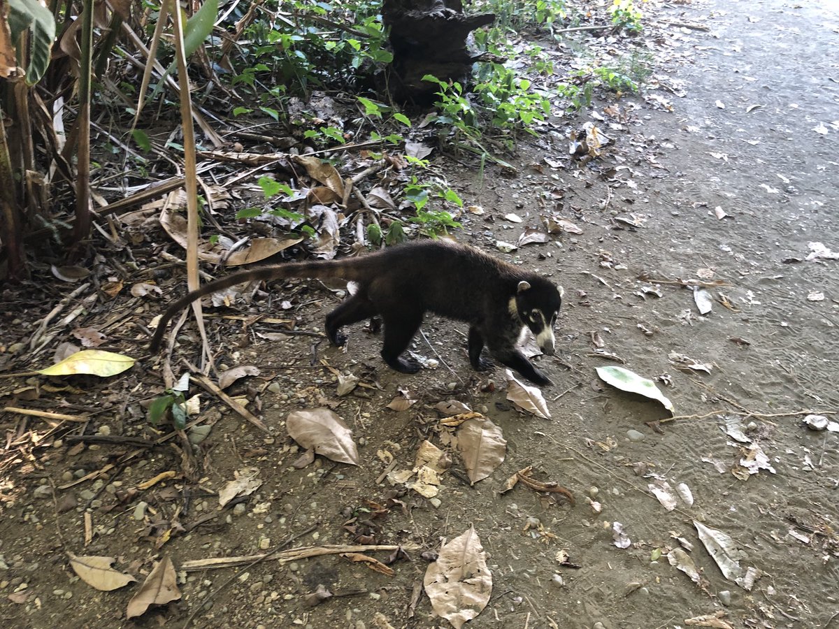 CVAnderson_USD's tweet photo. Some other animals seen during Anolis field work at Corcovado National Park, Costa Rica. Photos of White-nosed coati, Gonatodes albogularia, Baird’s tapir, and Polychrus gutturosus. #AndersonLabUSD https://t.co/LEbnVRIEu1