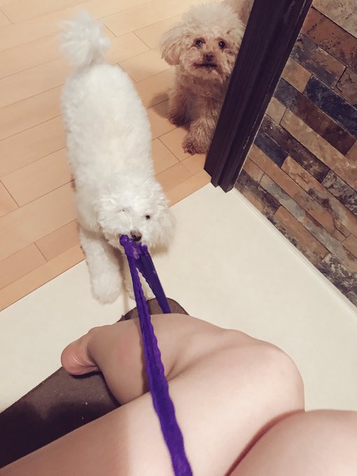 ぁああああ〜〜〜〜〜〜( &acute;△｀)  めぐりのパンツ&hellip;持ってかないでぇぇ〜〜〜〜( &acute;△｀)  マロに盗まれました( &acute;△｀) https://t.co/P0os1fOrns