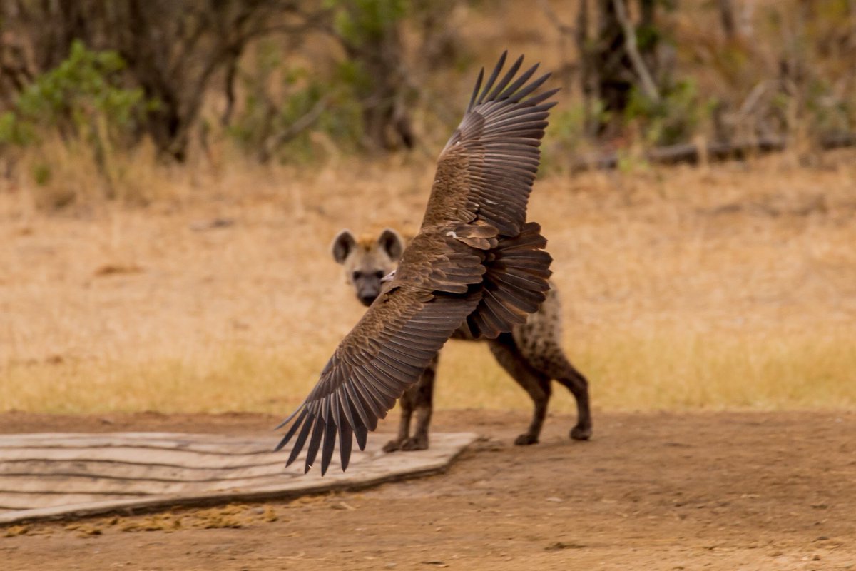 #Tbt Southern Kruger, September 2017