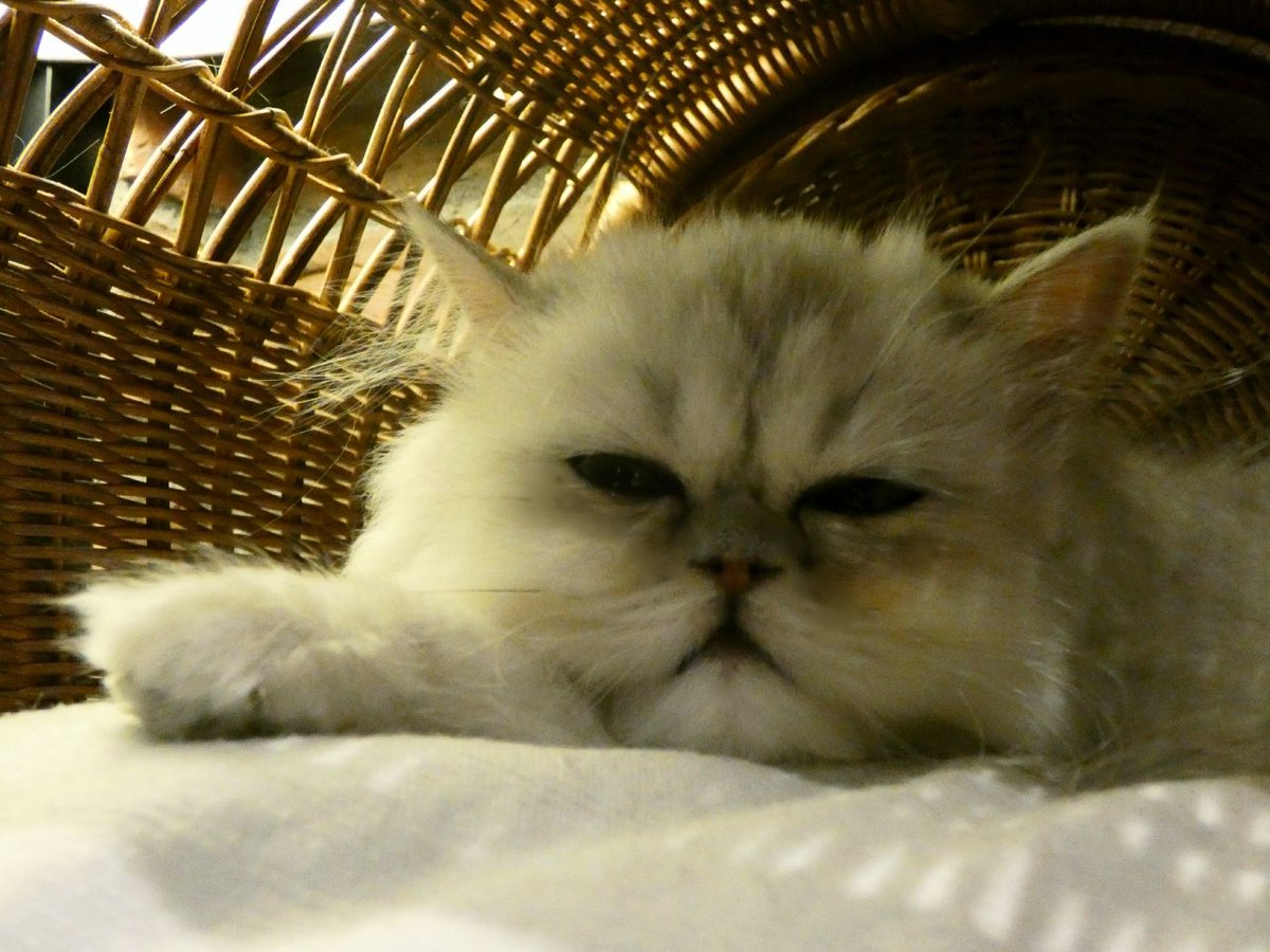 spacecat_omeme's tweet photo. 今日は雨デス( ´✪ω✪ ` )☔
皆様気をつけてクダサイネ✨🌟💫

#宇宙から来た
#猫
#スペースキャット
#おめめ
#ゆめかわいい
#ペルシャ
#雨 https://t.co/M33vykaMmO