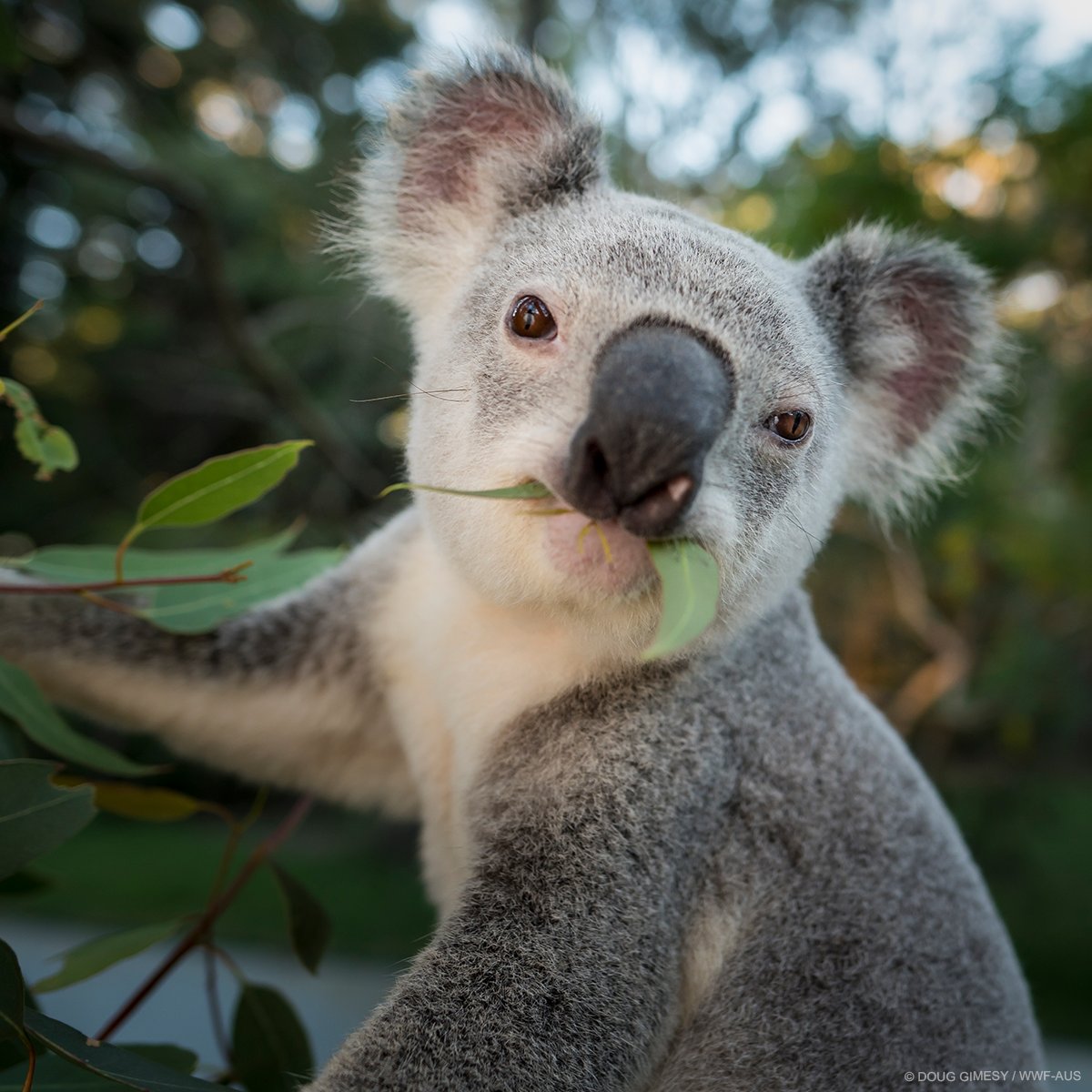 WWF_Australia's tweet photo. BREAKING NEWS: Vital tree-clearing legislation was just presented to the QLD parliament, now the legislation will be considered by a parliamentary committee. Thanks to everyone who signed and sent a #KIMBY, we’ll keep you updated as things unfold. 🐨🐨 #SaveKoalas https://t.co/Jw7eBUNdtM