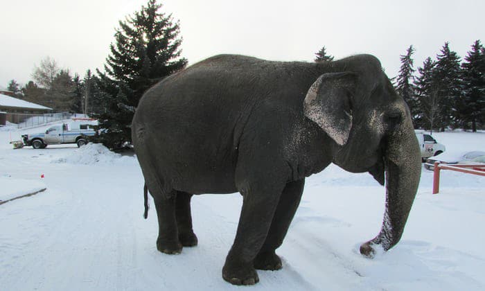 Friends_of_Lucy's tweet photo. #WeTheNorth should not have an Asian elephant from a tropical climate living *alone* in cold, snowy #Canada

Help advocate for LUCY to be released from the Edmonton Valley Zoo to a warmer-climate US sanctuary. Follow us on FB at: https://t.co/orF62GWrEd
#yeg #yegzoo #LetLucyGo https://t.co/Jd6TuqAAdi