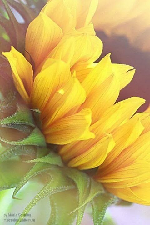 #SoChe la retorica oggi la farà da padrona, #SoChe ora è meglio prendere un caffè insieme a te.... Auguri a noi donne🌻🌻🌻
#BuonGiorno #family 
<a href="/matitesbagliate/">matitesbagliate🖍</a> <a href="/UnTemaAlGiorno/">#UnTemaAlGiorno</a> <a href="/69blackout/">69blackout</a> <a href="/adrydeedee/">adry🐶🌺</a> @nessunolau <a href="/Labellapassante/">🏹**Raffy**🏹</a> @unalucediluna <a href="/Davidone74/">Davidone®The Wizard</a> <a href="/mata50113/">marco tassinari</a>
