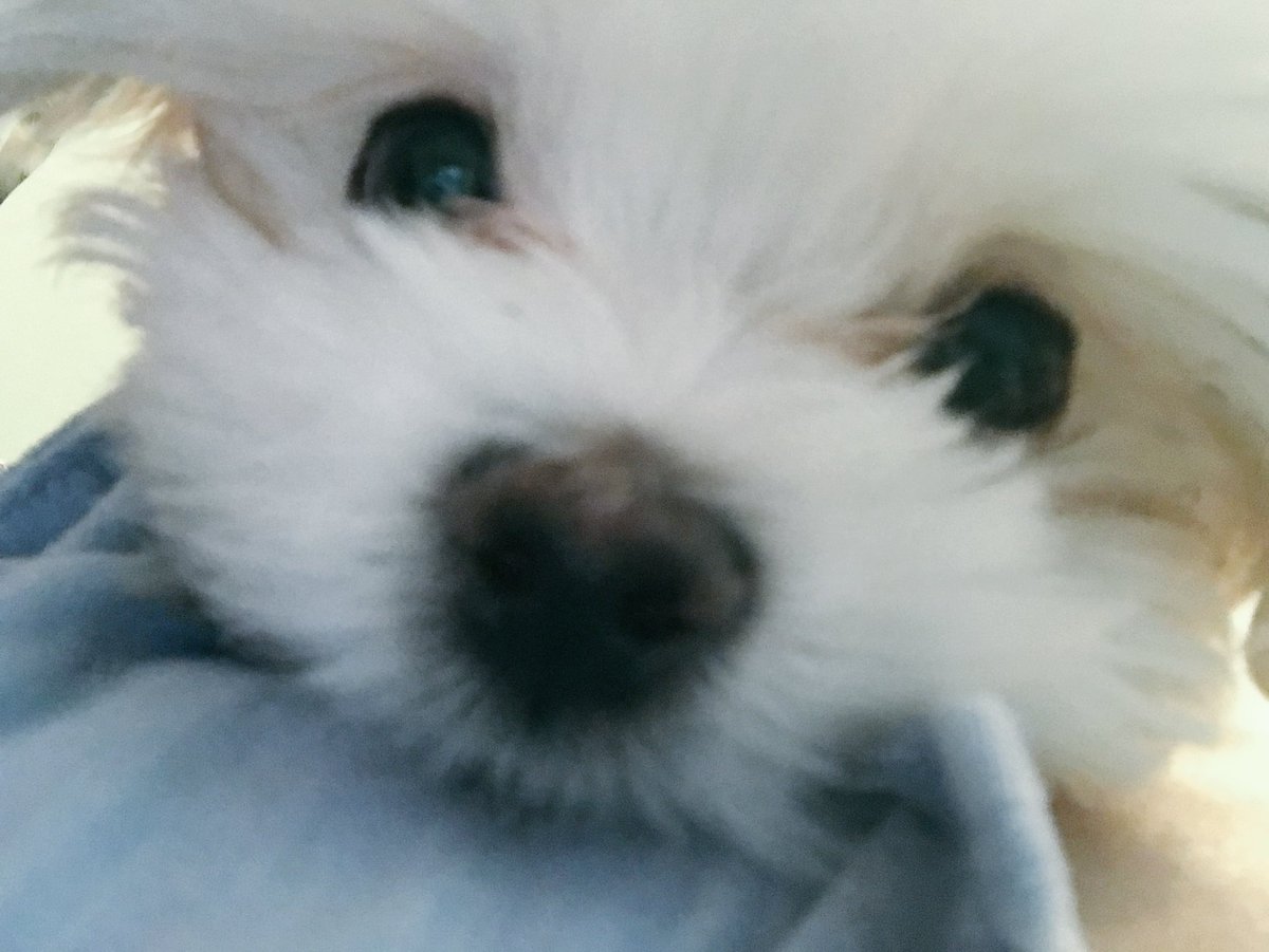 chapanyathepup's tweet photo. ChapanyaW https://t.co/1F9TdR90zq