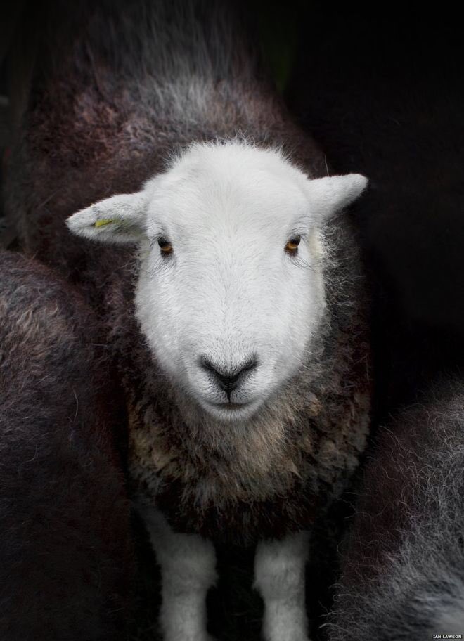 Fife Show (@fifeshow) on Twitter photo Great <a href="/BBCFarmingToday/">Farming Today</a> section on a new exhibition on women in farming to celebrate #InternationalWomensDay - sounds like it would be well worth a visit if you’re in Cumbria! Great <a href="/BBCFarmingToday/">Farming Today</a> section on a new exhibition on women in farming to celebrate #InternationalWomensDay - sounds like it would be well worth a visit if you’re in Cumbria!
