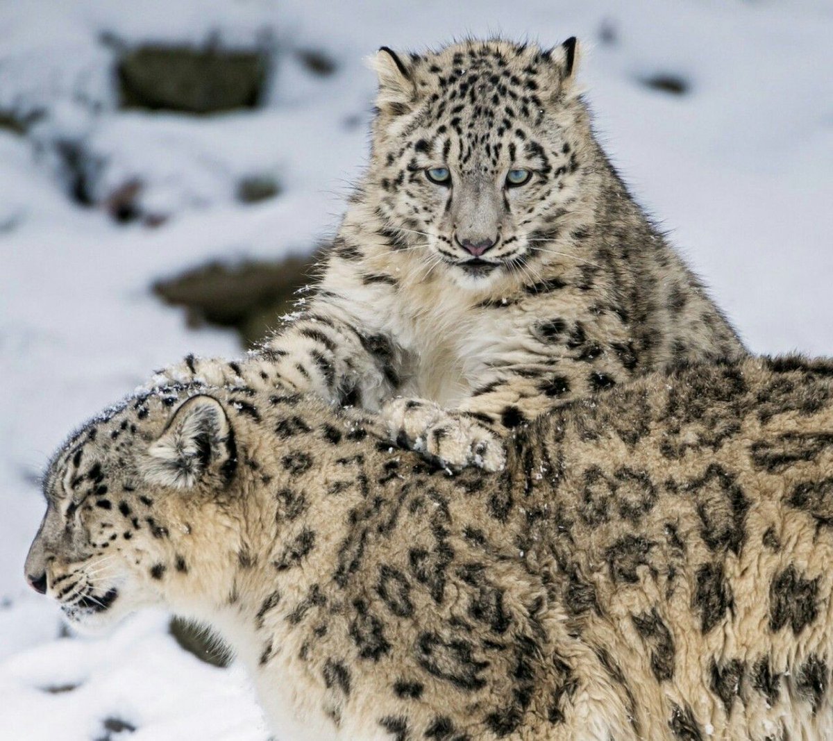 AndreiAndrei63's tweet photo. Snow leopards. https://t.co/JFOCQoGZDp