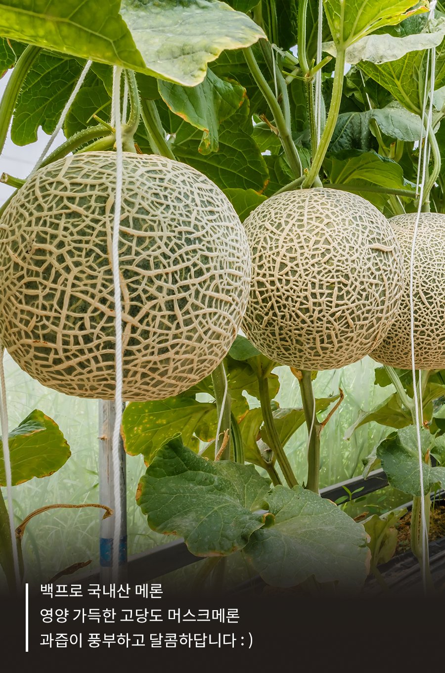 맛찾사 در توییتر ì˜ì–'ê°€ë