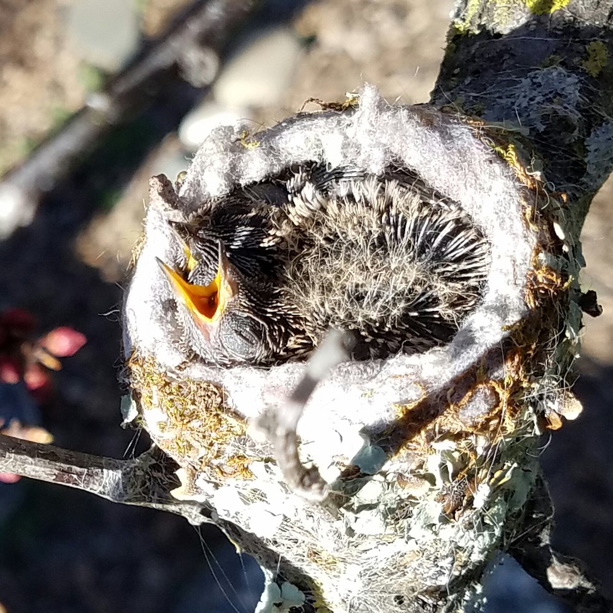 debk132's tweet photo. Yes, I have baby #hummingbirds in my #apricot tree 😃 Life is amazing!!! https://t.co/LfsnKuIYMM