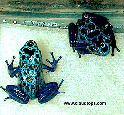 DartFrogKing's tweet photo. Dendrobates Azureus, aka "Blue Poison Dart frog" now confirmed to be a type of Dendrobates tinctorius

As with most frogs, breeding activity can be stimulated by frequent misting

#PoisonDartFrogs #DendrobatesAzureus #rana #frøen #kikker #Frosch #groda

https://t.co/TBb5t6lDA7 https://t.co/kYcBNKGKZi