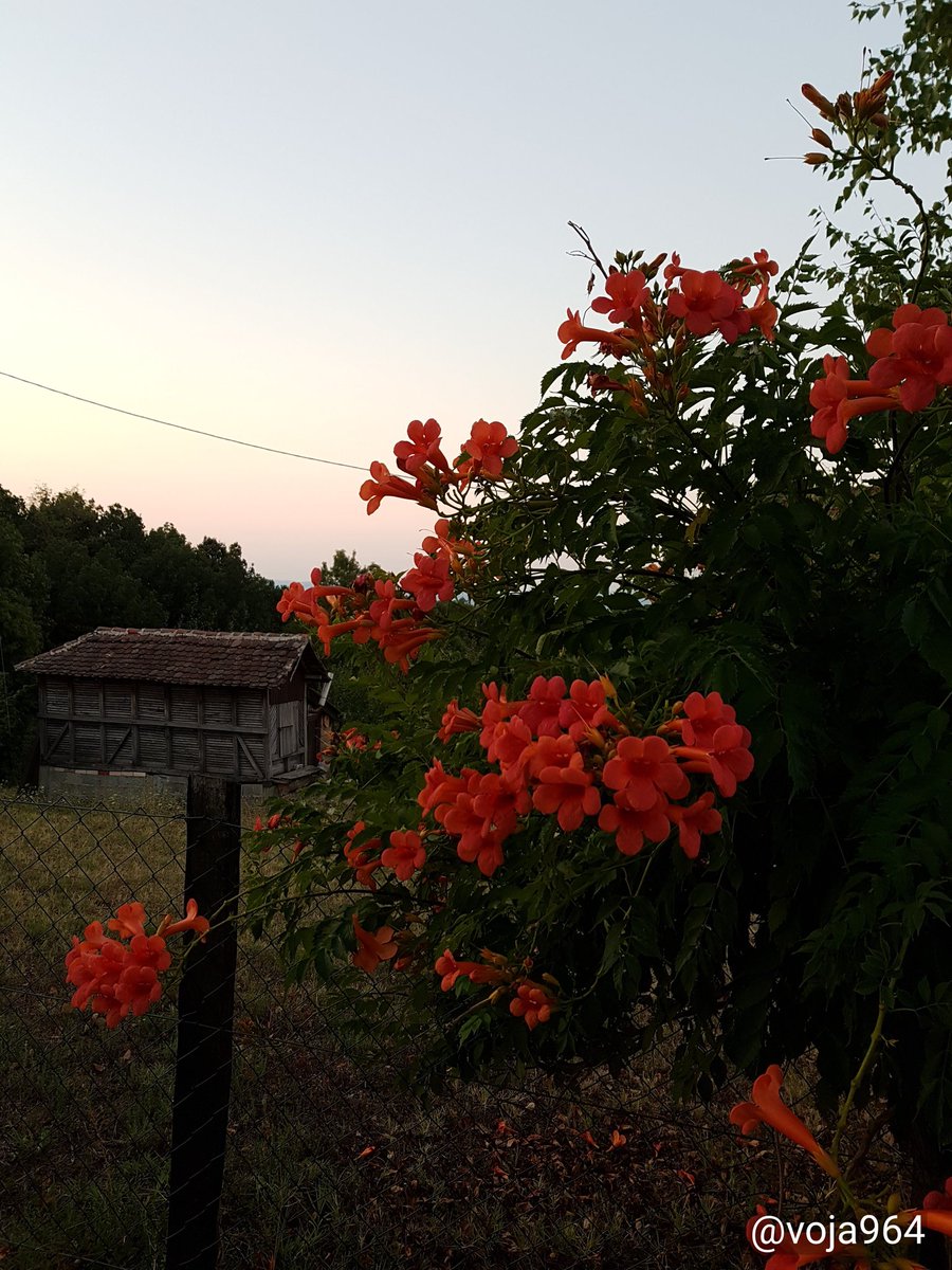 voja964's tweet image. Dobro jutro 🙋‍♂️
#osmimart 🍀🌺😀