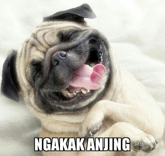 Page 2 Of Ngakak Sampai Lidah Kegigit Kumpulan 81 Gambar Dan