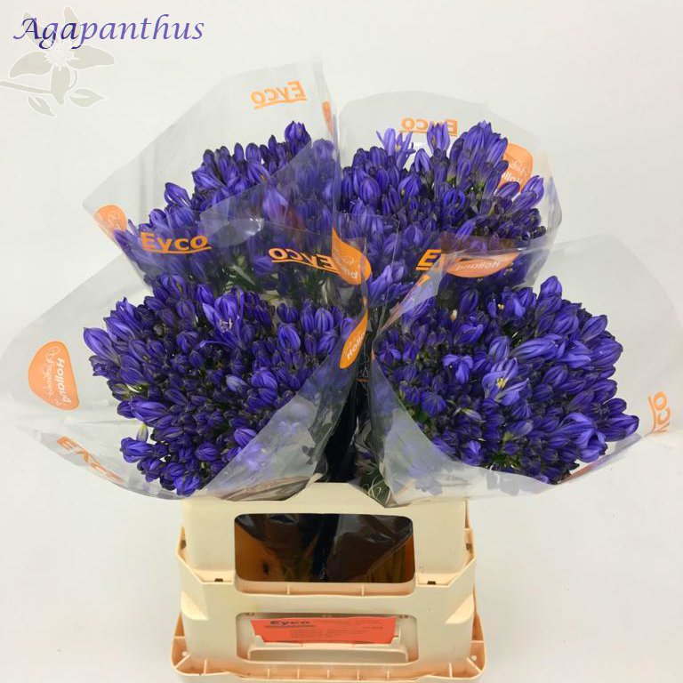 summerflowersNL's tweet photo. Ook in blauw heel erg mooi.
Van @EijcoFlowers https://t.co/fLcPSIKHHt