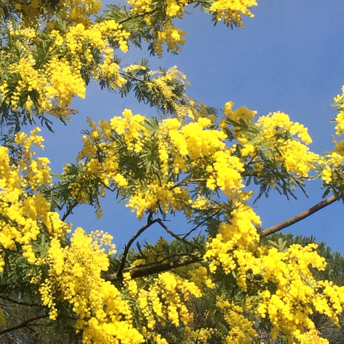#InternationalWomansDay #italia #mimosa #ikvertrek #lente #Primavera #lazio #VisitItaly #visitlazio #vakantie