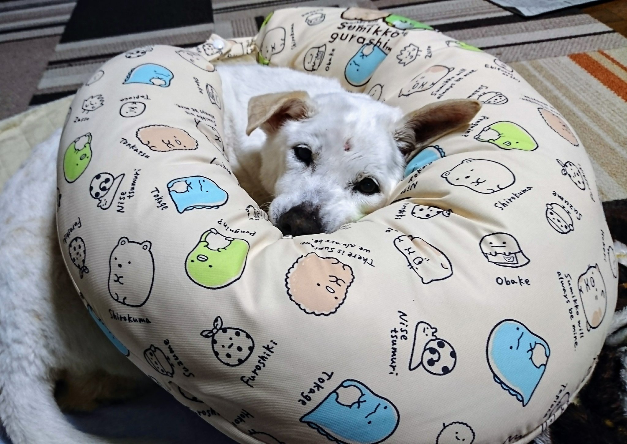 さきちゃん しまむらで授乳クッションとやらを見付けて んー りぼんにどうかなぁと買ってみた りぼん どう それって楽 秘密結社老犬倶楽部 T Co S3wpuir5sr Twitter