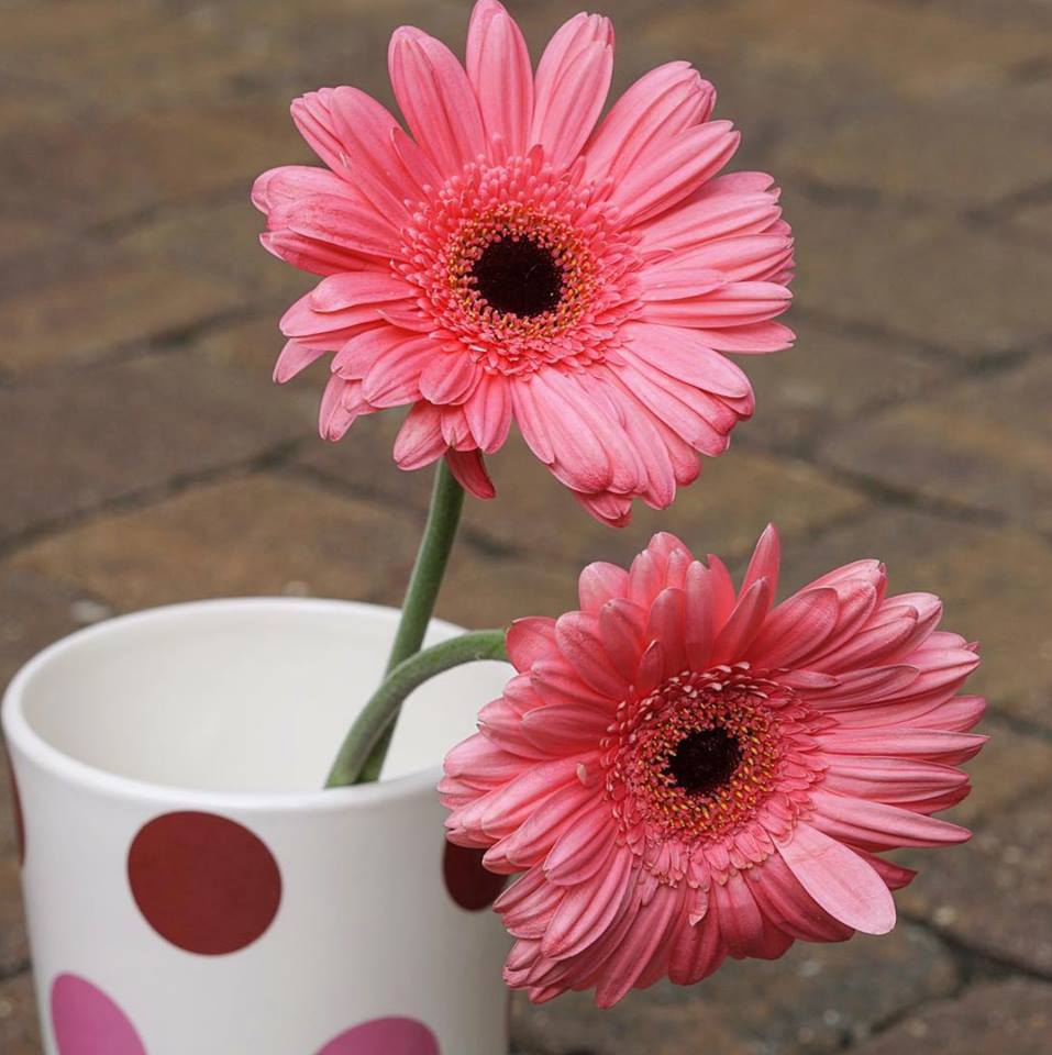 MyTrainerChris's tweet photo. Two workouts down!  Three to go!  Gerber daisies and polka dots? Dave Castro’s #18point3 hint. Any guesses or predictions for #18point3?  #cfkb #crossfitkingsboro #brooklyn #crossfitopen https://t.co/db0nQzXSCd