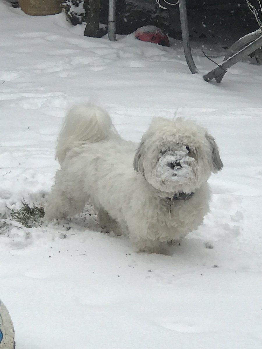 lucystoppers's tweet photo. Ted says, he’d love to be there, but he’s  a bit busy right now. Good luck to all fellow Havanese. #cruftsscreen https://t.co/4CLHx1RHGX