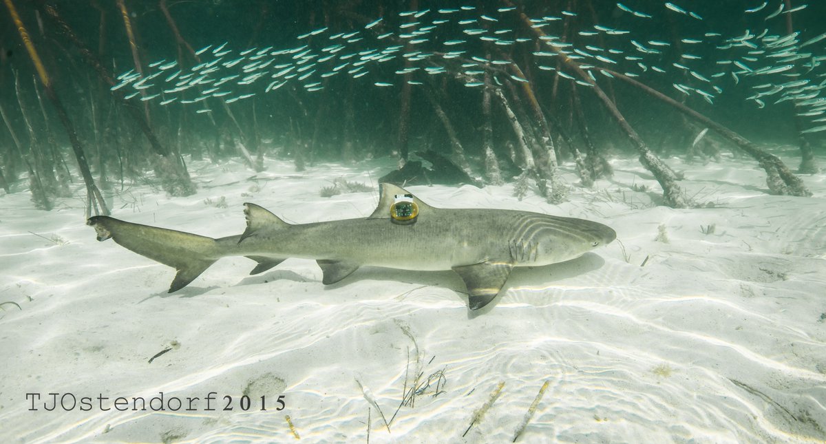 Dr Lauran Brewster tweet media