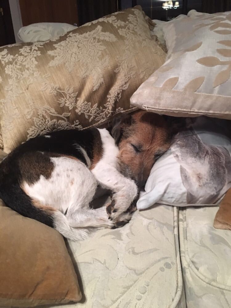 James_JW_okey's tweet photo. MEET MY DOG https://t.co/TyJcyKPvhr via @YouTube https://t.co/FuRZak74WO