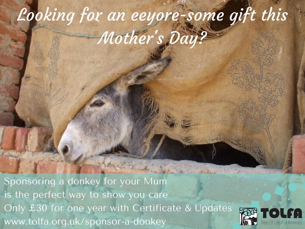 JoCarnegie1's tweet photo. Happy International Women’s Day! It’s also Mother’s Day on Sunday so why not treat them to the gift that keeps on braying? #InternationalWomenDay2018 #MothersDay2018 #MothersDayGifts #weekofwomen #donkeys #eeyoresome #charitypuns @TOLFA #helpinganimals https://t.co/oA0PJT38M6