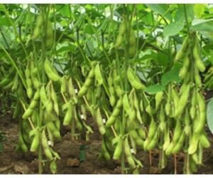 randha_achi's tweet photo. PAJALE (Padi Jagung Kedelai) merupakan Program Unggulan Kawasan Pedesaan (Prukades) untuk membangun Indonesia dari Pinggiran yang Sejahtera.

#prukades
#TPPIKaltim
#paser

@Jokowi
@EkoSandjojo
@anwsanusi
@taufikmadjid71
@fachrilabalado
@P3MD_PID_KALTIM
@KPW3Kaltim
@P3MD_Paser https://t.co/xftugVP60o