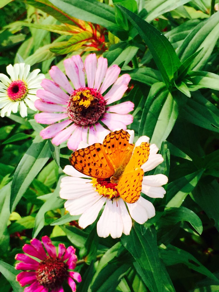sumitamisra's tweet photo. 'What the caterpillar calls the end of life, the rest of the world calls a butterfly' ~Lao Tzu. #TrustTime #Believe https://t.co/XxDtKre4fG