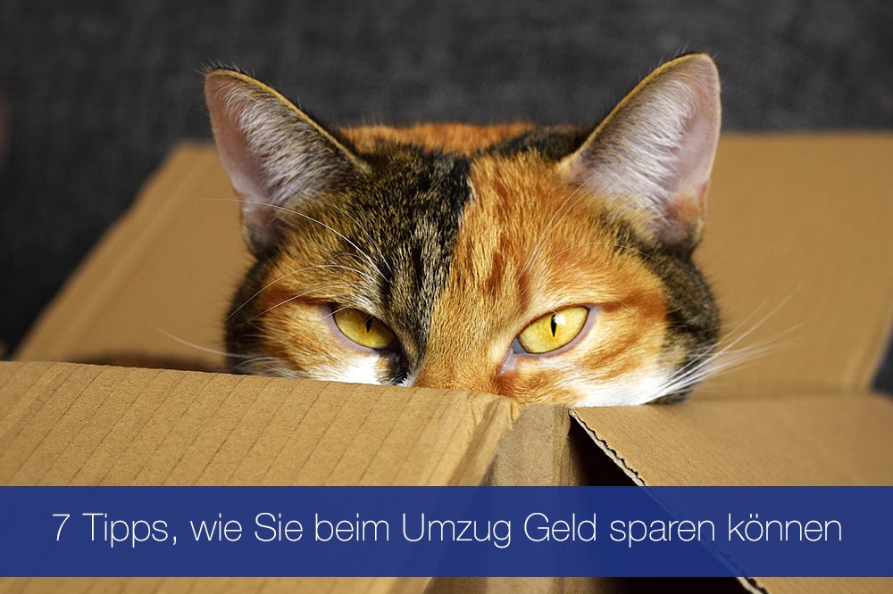 Creditgate24DE's tweet photo. Ein Umzug kann der Beginn eines neuen Kapitels in Ihrem Leben sein. Doch nicht selten ist ein Start mit verschiedenen Investitionen verbunden. Wie Sie erfolgreich und kostengünstig Ihren Umzug gestalten, möchten wir Ihnen in diesem Beitrag zeigen. https://t.co/N2efuy8dy6 #umzug https://t.co/3IS8MUVzXF