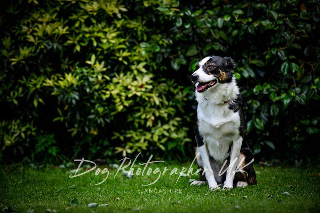debbie_cowley1's tweet photo. This week it's all about the dogs #Crufts2018 @CruftsFans @Crufts #rescuedog come and see us at stand 4-48 #dogphotographeruk https://t.co/kQkrim5a2y