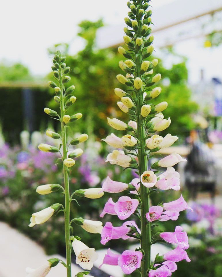 AmyElizabethSPD's tweet photo. A Reminder that better days are coming they’re called Friday, Saturday &amp; Spring 🌸💗 #thursdayfeels #friday #saturday #spring #nearlyhere #amyelizabethdesigns https://t.co/zOJgZIrCfO