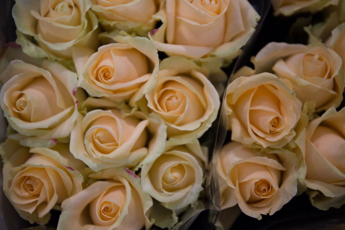 Happy International Women's Day 👯💪 A classic choice for any bouquet would be these Avalanche Peach roses. https://t.co/j8BeqwIm00