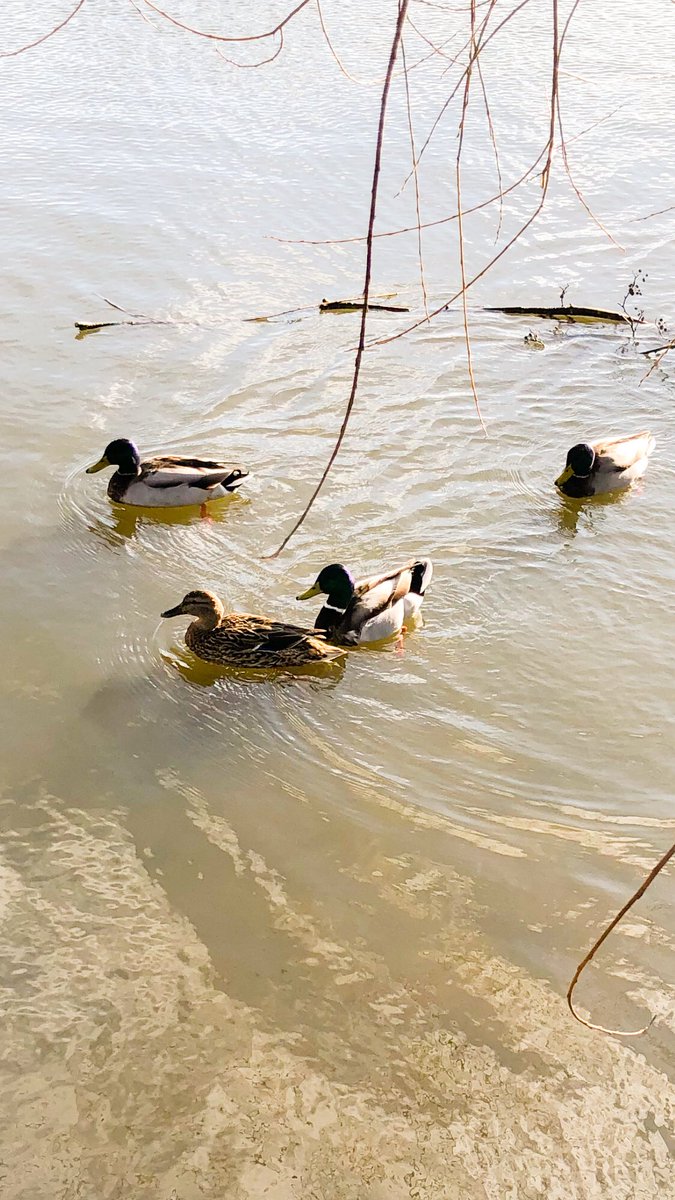These ducks have just arrived from the north and landed in the millpond at Coxes Lock. Warm weather is due!