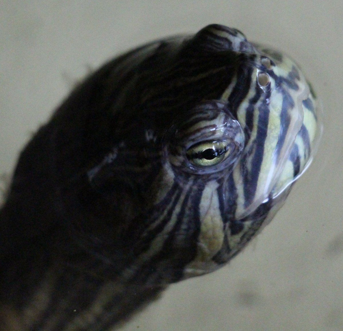 Turtles are not a good pet for children and end up in rescue centres.  We have a unit full of them in large tanks.  #choosewisely