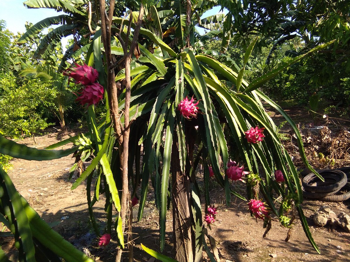 Musrif20's tweet photo. #Penanaman Buah naga sebagai salah satu unggulan desa. #kab. Muna 
#Sultra
@jokowi 
@tppindonesia 
@EkoSandjojo 
@anwsanusi 
@KemenDesa https://t.co/a9Eu39wAyS