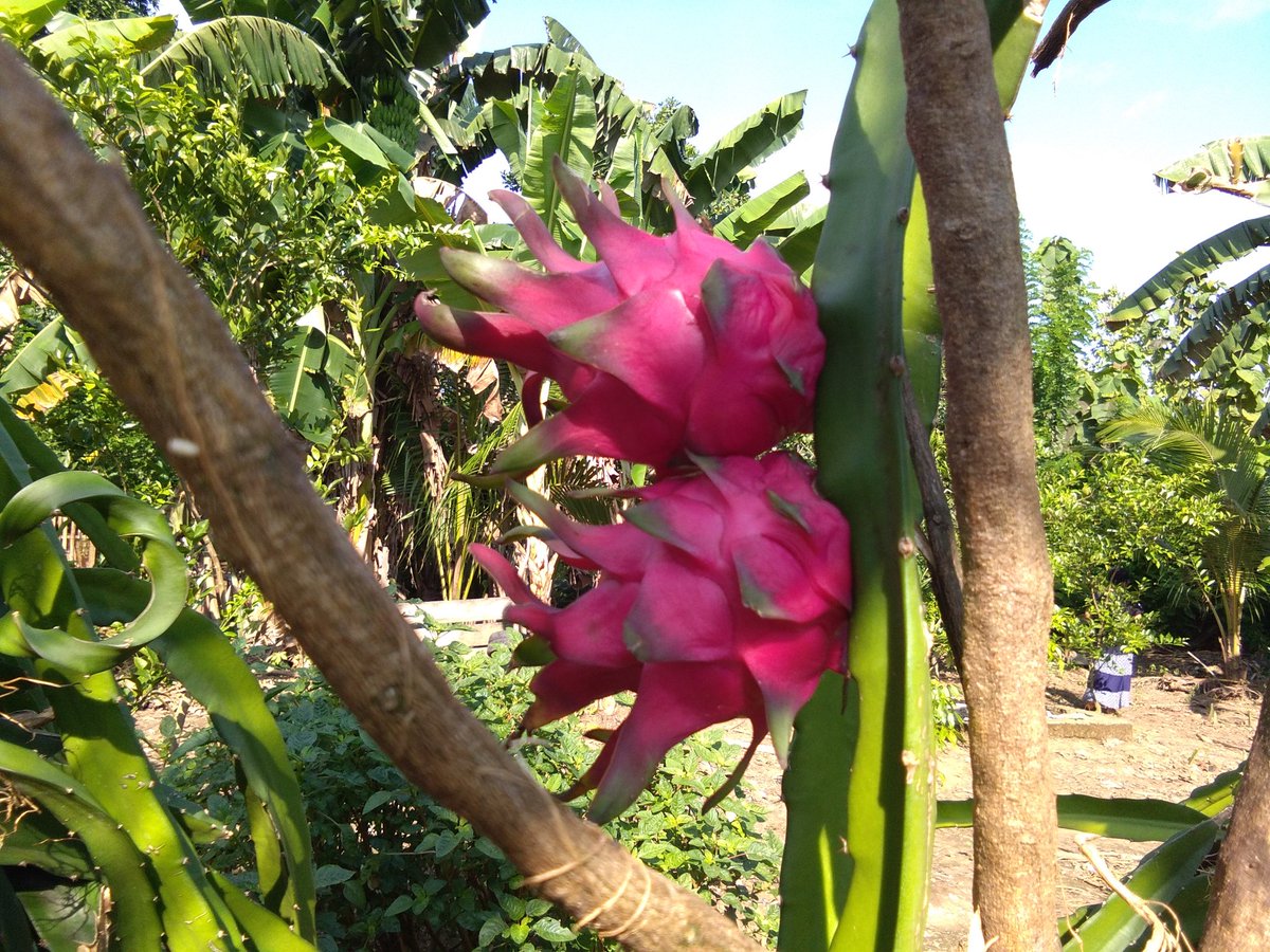 Musrif20's tweet photo. #Penanaman Buah naga sebagai salah satu unggulan desa. #kab. Muna 
#Sultra
@jokowi 
@tppindonesia 
@EkoSandjojo 
@anwsanusi 
@KemenDesa https://t.co/a9Eu39wAyS