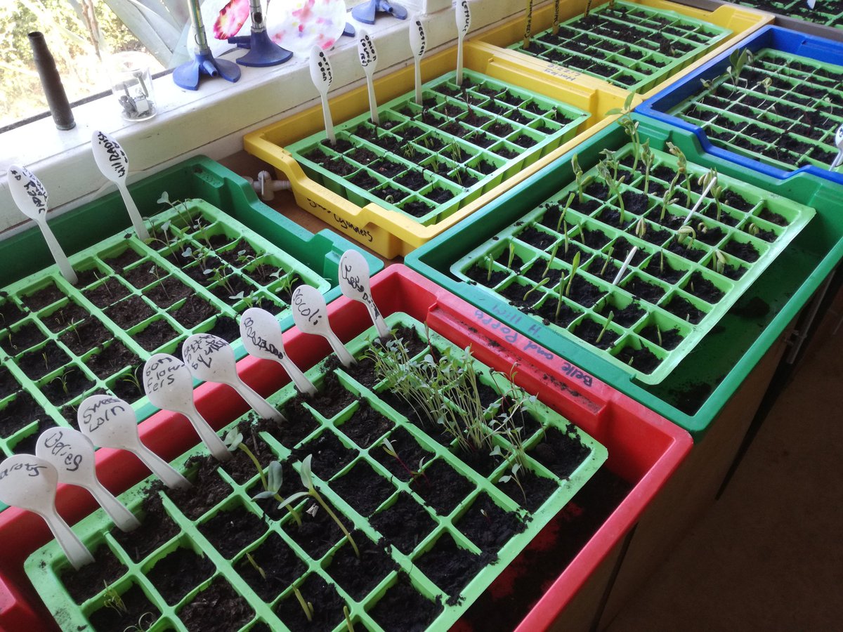 The seeds are sprouting!
#sandsschool #agriculture