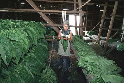 Las #Mujeres en la economía rural corren un mayor riesgo de abuso, acoso sexual y otras formas de violencia en el lugar de trabajo. Se necesitan medidas efectivas para prevenir, abordar y erradicar la violencia y el acoso contra las mujeres en la economía rural.#IWD2018