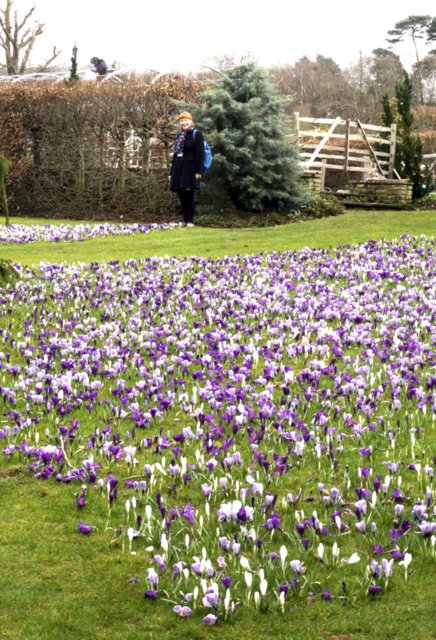 RHSPressOffice's tweet photo. Crocus lawn @RHSWisley is magnificent now, here overseen by @The_RHS press officer, Claire Weaver during filming apprentices at work this week during National Apprentice Week. #NAW2018 https://t.co/y4qygWnWzu