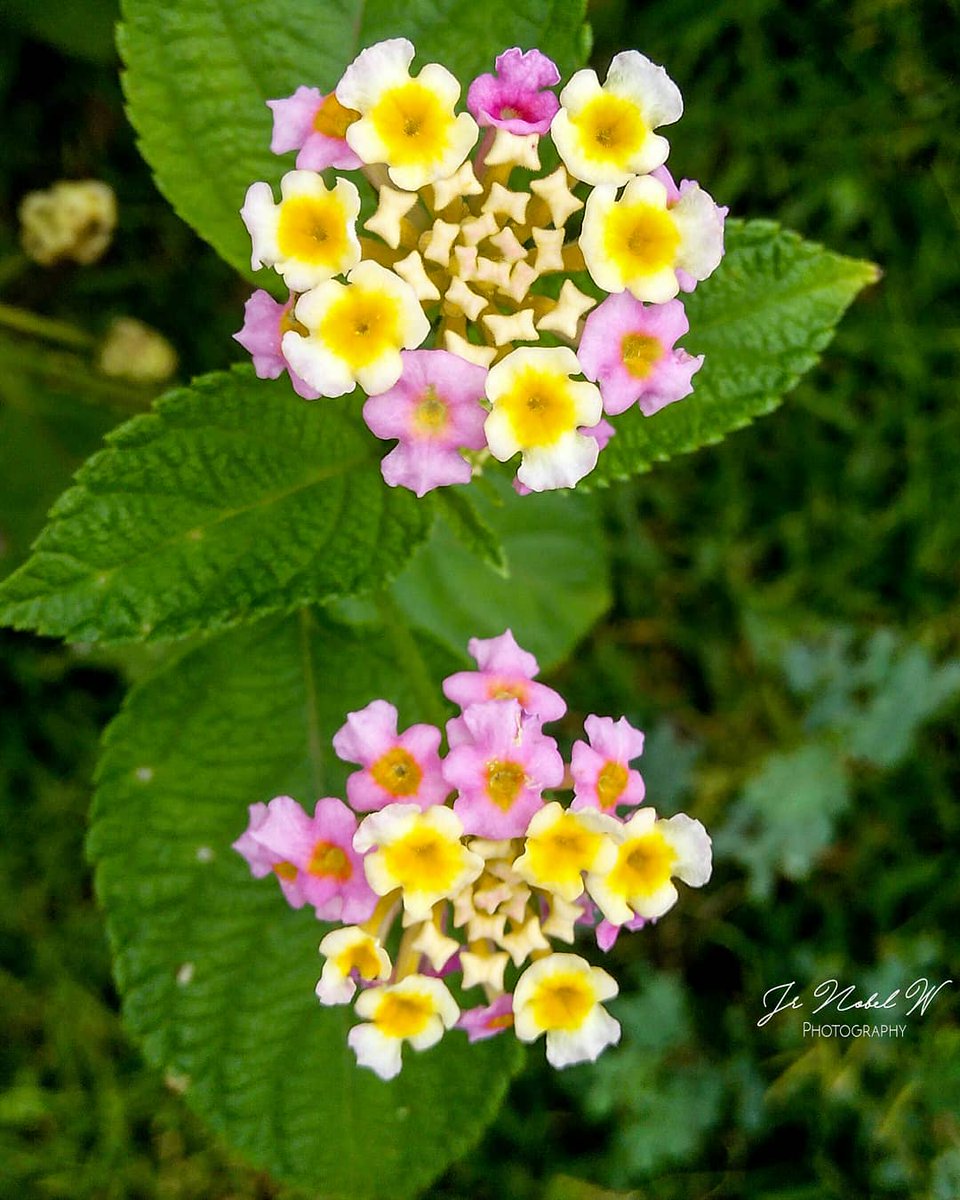 wildflowers hashtag on Twitter