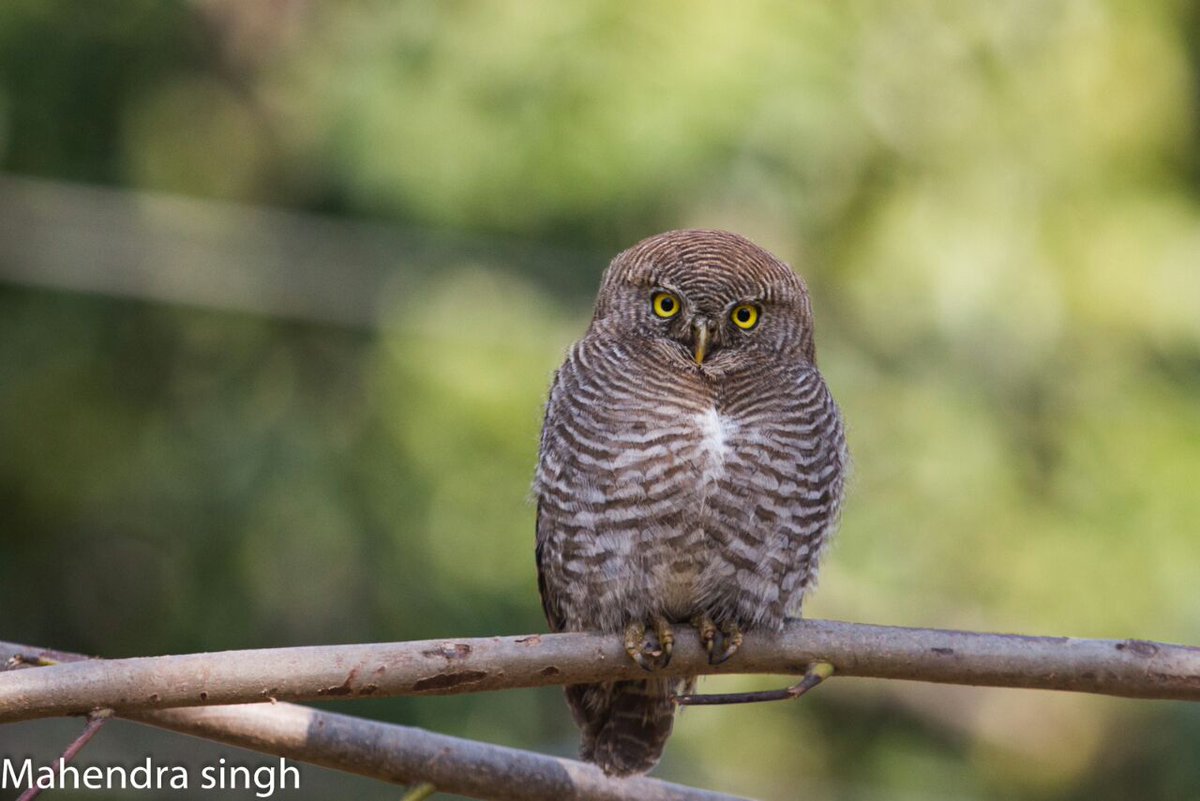 #birdingupdate 
just a few kilometers from #junglelorebirdinglodge there is a new roosting place for #forestowlet
bit.ly/2DHzBzB 
E: info@asianadventures.in
P.C- Mahendra Singh