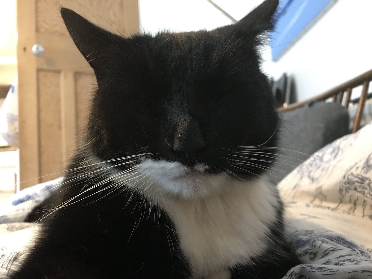 Guineafoul's tweet photo. I *was* going to get up and get some breakfast but now it’s impossible. #sendhelp #breakfastplease #postsurgery #cancertreatment https://t.co/56LjAzw6ic